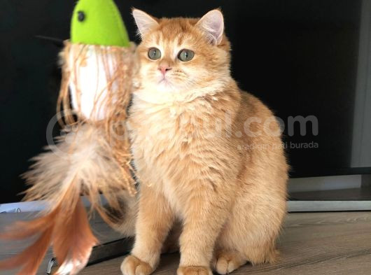 A Kalite Bri̇ti̇sh Shorthai̇r Golden  Yavrular
