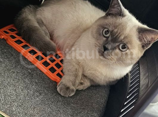 6-7Aylik Di̇şi̇ Bri̇ti̇sh Blue Point