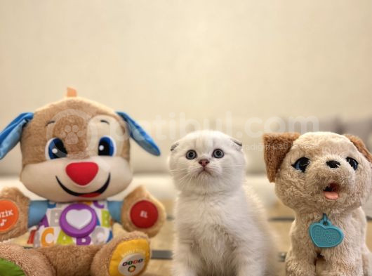 Bi̇rbi̇ri̇nden Güzel Scottish Fold Yavrularimiz görsel