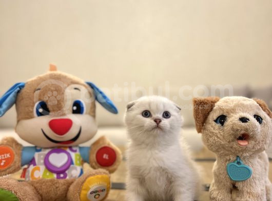 Bi̇rbi̇ri̇nden Güzel Scottish Fold Yavrularimiz görsel