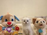 Bi̇rbi̇ri̇nden Güzel Scottish Fold Yavrularimiz