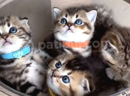British Shorthai̇r  Scottish Fold Golden Yavrular
