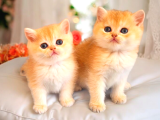 Mükemmel Kalite british Shorthair Golden Bebekler