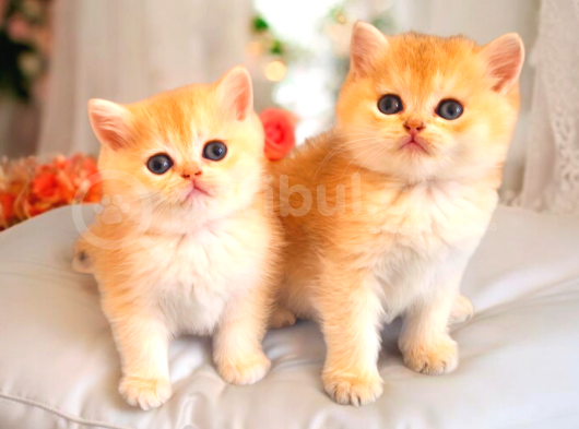 Mükemmel Kalite British Shorthair Golden Bebekler