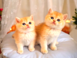 Mükemmel Kalite British Shorthair Golden Bebekler