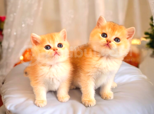 Mükemmel Kalite British Shorthair Golden Bebekler görsel
