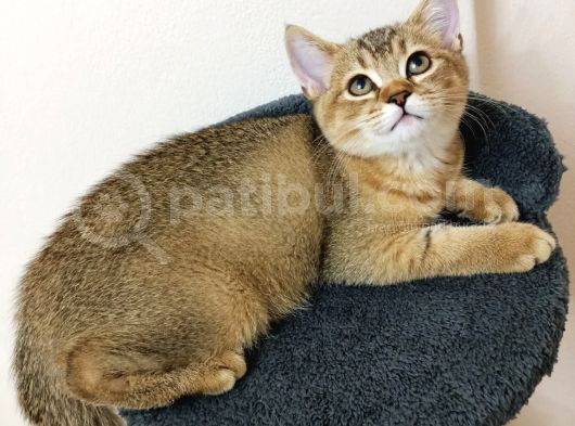 Harika Güzellikte Safkan British Short Hair görsel