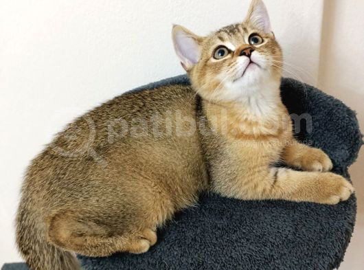 Harika Güzellikte Safkan British Short Hair görsel
