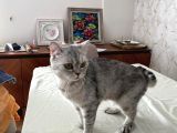Mavi Çok Sakin Uyumlu British Shorthair