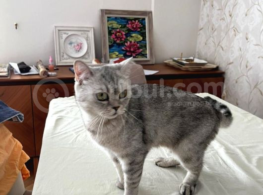 Mavi Çok Sakin Uyumlu British Shorthair görsel