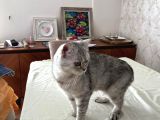 Mavi Çok Sakin Uyumlu British Shorthair