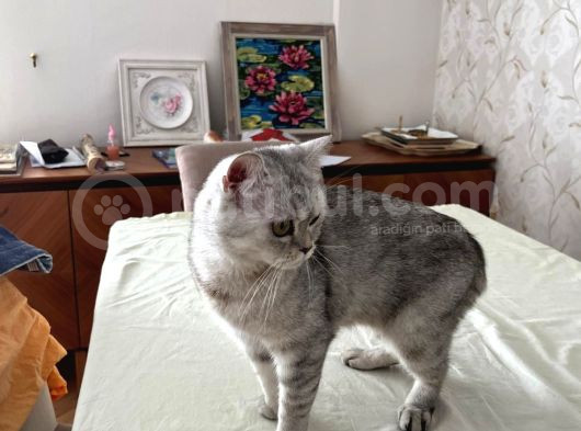 Mavi Çok Sakin Uyumlu British Shorthair görsel