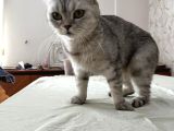 Mavi Çok sakin uyumlu british Shorthair