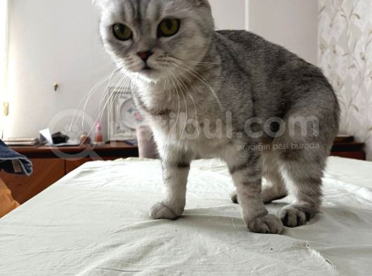 Mavi Çok Sakin Uyumlu British Shorthair