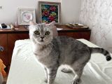 Mavi Çok Sakin Uyumlu British Shorthair