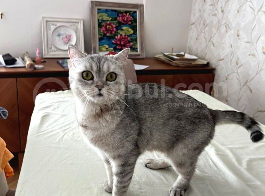 Mavi Çok Sakin Uyumlu British Shorthair görsel
