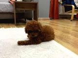 Redbrown Dişi Toypoodle