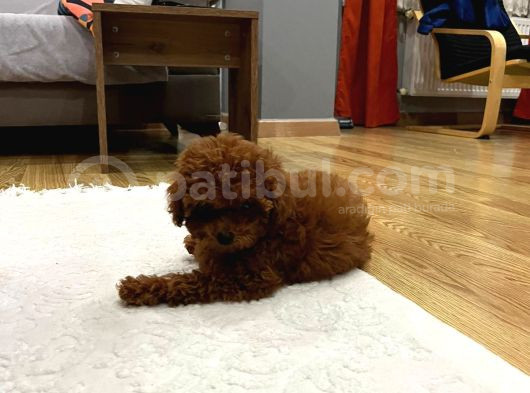 Redbrown Dişi Toypoodle görsel