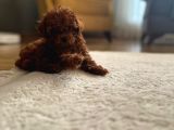 Redbrown dişi toypoodle