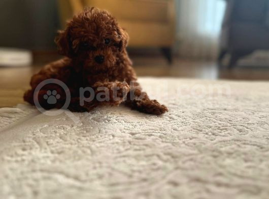 Redbrown Dişi Toypoodle