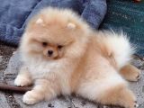 Pomerrian Boo Yavrularımız Sevimli Yavrular 