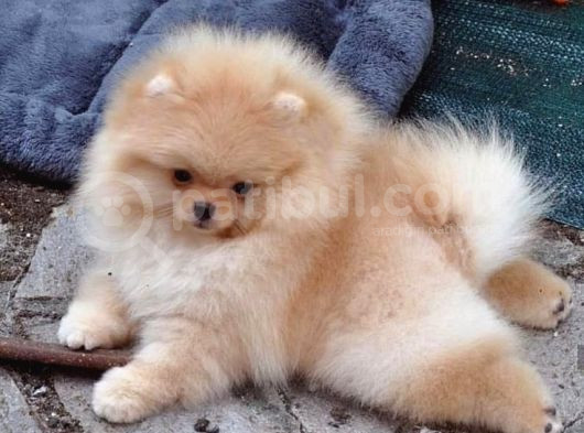 Pomerrian Boo Yavrularımız Sevimli Yavrular  görsel