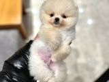 Exacly Teddy Bear Yummy