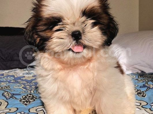Efsane Her Eve Lazım Shih Tzu Erkek Ve Dişi