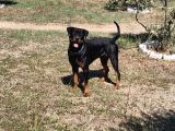 Genç Dişi Rotweiler