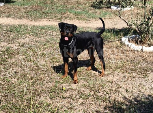 Genç Dişi Rotweiler görsel