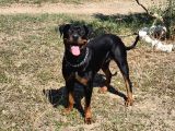 Genç dişi rotweiler