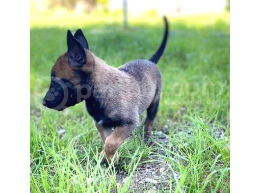 Belçika Malinois Kurdu Yavrularımız Mevcuttur