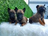 Belçika Malinois Kurdu Yavrularımız Mevcuttur