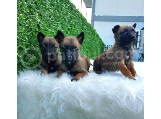 Belçika Malinois Kurdu Yavrularımız Mevcuttur görsel