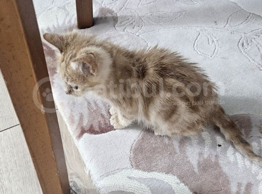 Dişi 2 Aylık Aşırı Sevimli Tekir Yavrum Ücretsiz Sahiplendir görsel