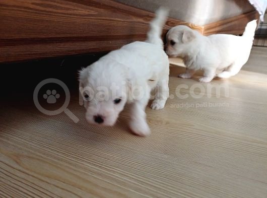 Sifir Numara  Saf Kan Maltese Yavrularim görsel