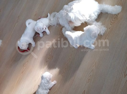 Sifir Numara  Saf Kan Maltese Yavrularim görsel