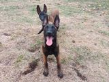 Fci Kif Secereli Malinois Yavrularim