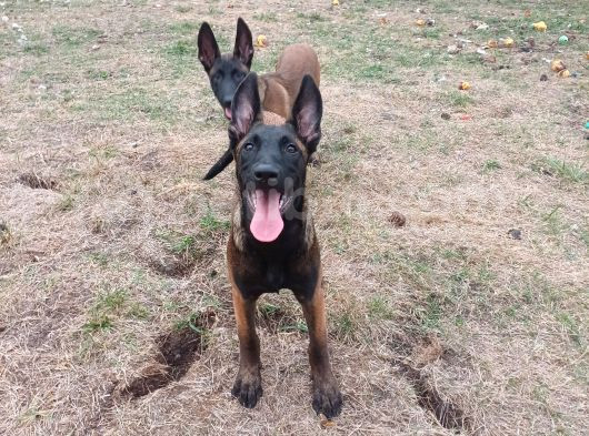 Fci Kif Secereli Malinois Yavrularim görsel