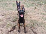 FCI KIF SECERELI MALINOIS YAVRULARIM