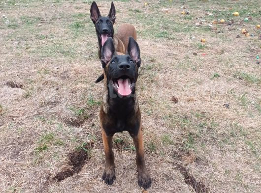 Fci Kif Secereli Malinois Yavrularim
