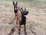 Fci Kif Secereli Malinois Yavrularim