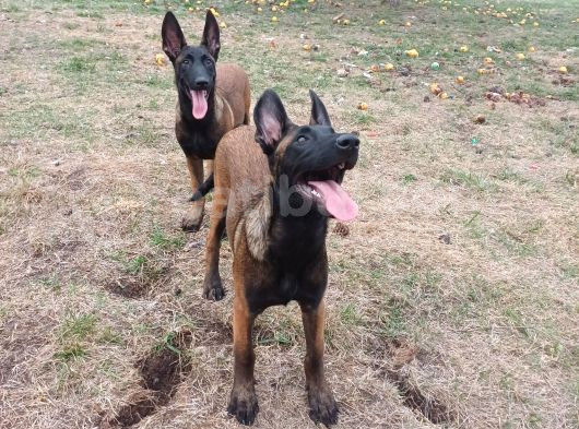 Fci Kif Secereli Malinois Yavrularim görsel