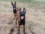 Fci Kif Secereli Malinois Yavrularim
