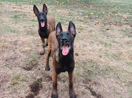 Fci Kif Secereli Malinois Yavrularim görsel