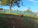 Ust Duzey Saf Kan Malinois Yavrularim