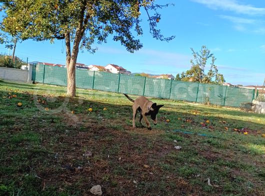 Ust Duzey Saf Kan Malinois Yavrularim görsel