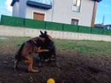 Fci Kif Secereli Malinois Yavrularim