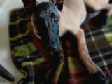 Ust Duzey Saf Kan Malinois Yavrularim