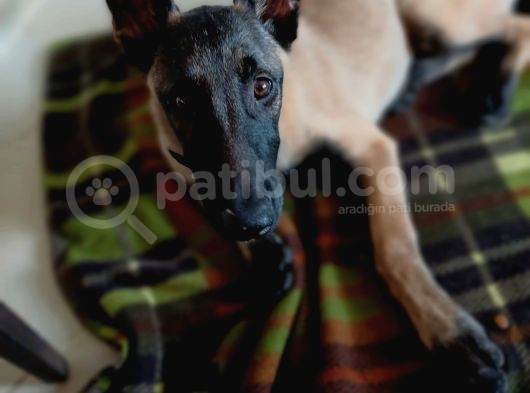 Ust Duzey Saf Kan Malinois Yavrularim görsel